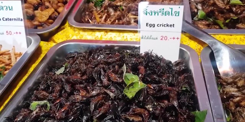 View of Crickets as a source of protein | Myanmar International TV